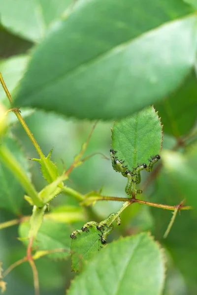 Housenka žere růže — Stock fotografie