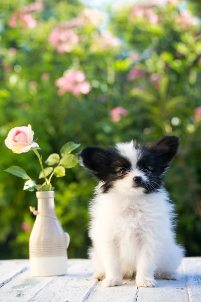 Chiot et vase avec rose — Photo