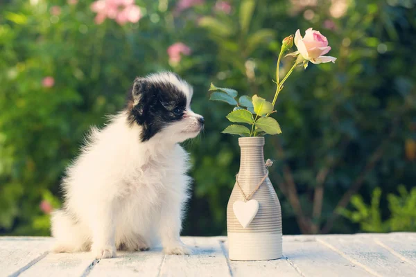 Cachorro está oliendo una flor —  Fotos de Stock