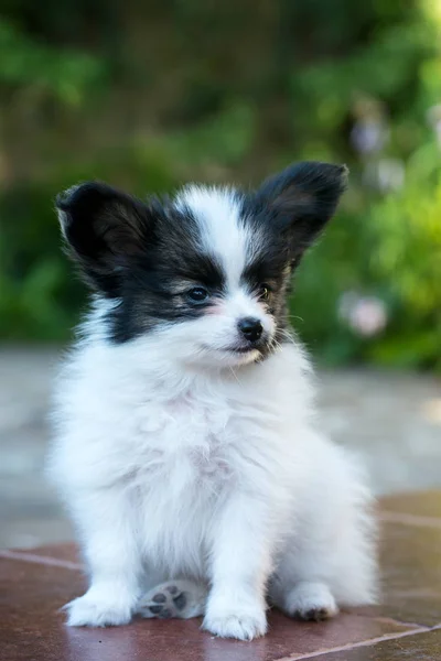 Cachorro cuida la casa — Foto de Stock