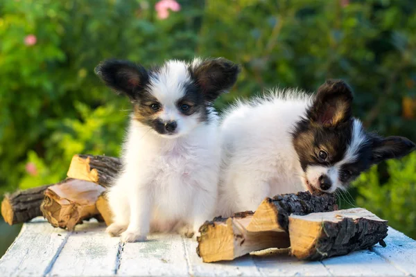 Deux chiots mignons — Photo