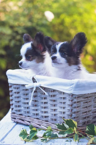 Dos cachorros en la cesta — Foto de Stock