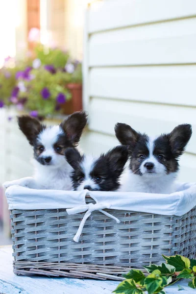 three cute puppies in the basket