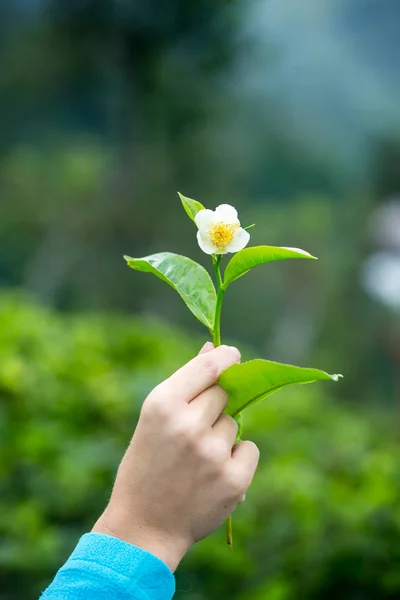 차의 손에 꽃 — 스톡 사진