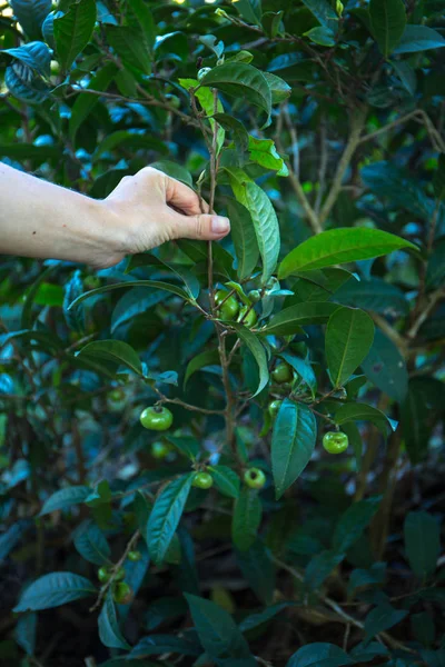 茶树果实 — 图库照片