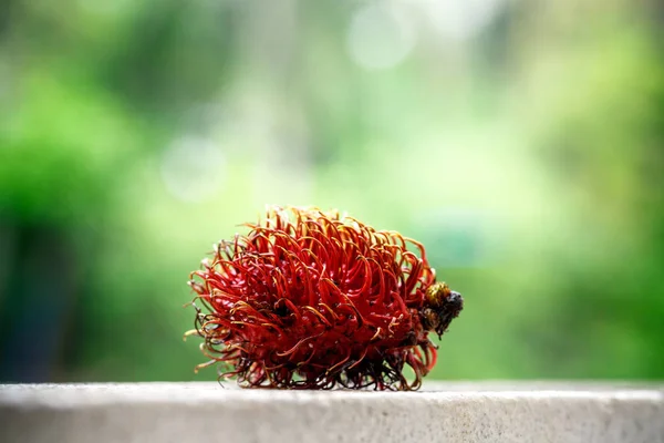 Un rambután sobre un fondo verde —  Fotos de Stock