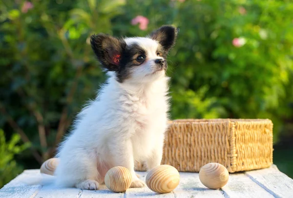 Młody pies i drewniane jajka — Zdjęcie stockowe