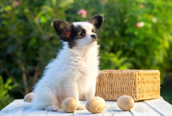 Jeune chien et oeufs en bois — Photo