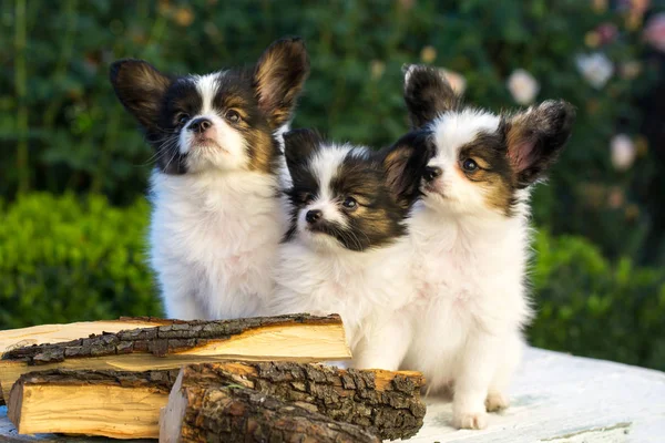 Dos lindos cachorros de la raza parillon — Foto de Stock