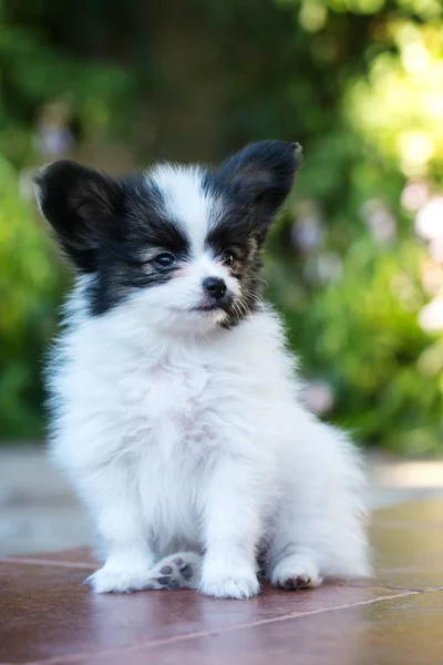 Bonito filhote de cachorro guarda a casa — Fotografia de Stock