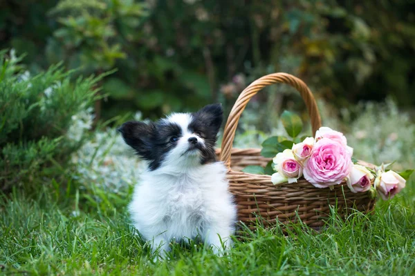 Krásné štěně s košem růží — Stock fotografie