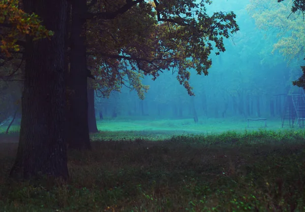 Туманный осенний лес с поляной — стоковое фото