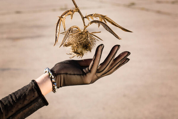 Gloved hand and thistle