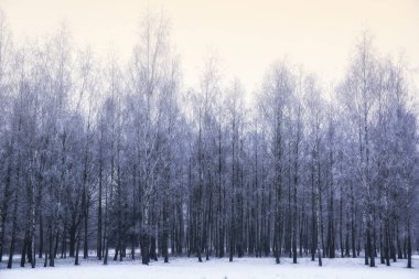 Ağaç hoarfrost ile kaplıdır