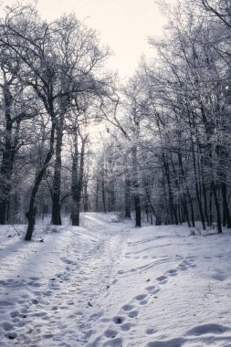 Ormanın içinde buz yol