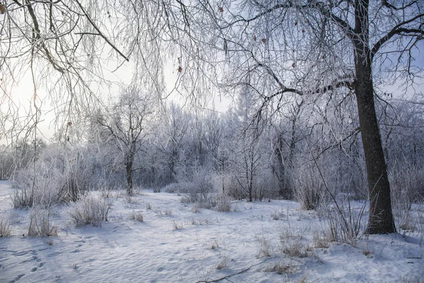 Glade forestal en invierno — Foto de Stock
