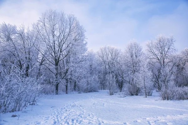 Paisaje Invernal Ramas Árboles Nevados Contra Cielo Colorido — Foto de Stock