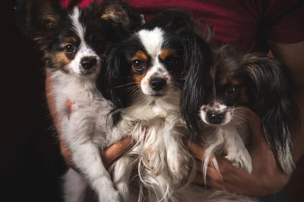 Honden papillion in de hand — Stockfoto