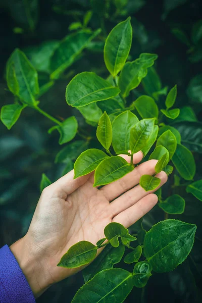 Hand streicht über einen Busch grünen Tees — Stockfoto