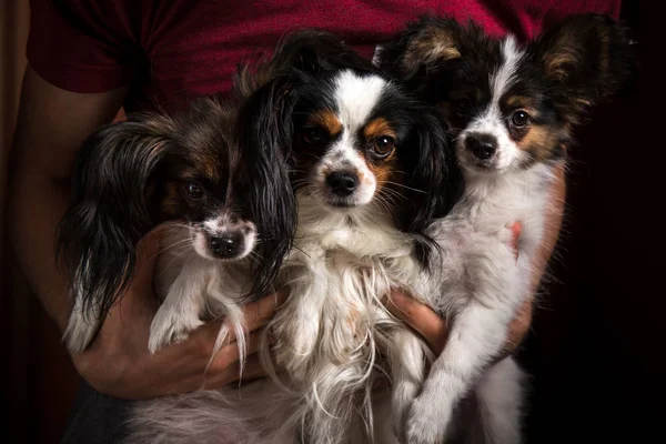 Dogs papillion in hand — Stock Photo, Image