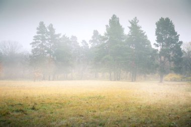 Misty Autumn Glade