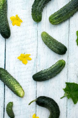 hafif ahşap arka plan üzerinde taze gevrek salatalık