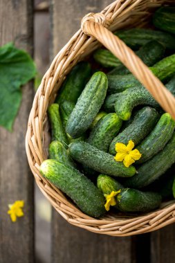 sarmaşıklar bir sepet içinde taze gevrek salatalık