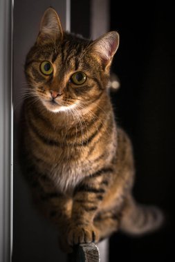 Gizlice bir genç kedi portresi