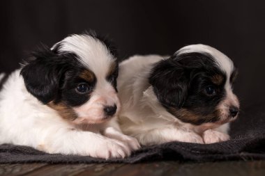 Papillon doğurmak ahşap arka plan üzerinde iki şirin köpek yavrusu