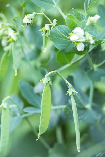 Fresh Green Peas Ripen Garden — Stock Photo, Image