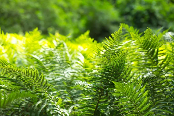 Beautyful Ormbunkar Löv Naturliga Blommig Ormbunke Bakgrund Solljus — Stockfoto