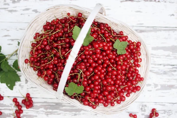 Olgun organik kırmızı kuş üzümü büyük hasır sepet