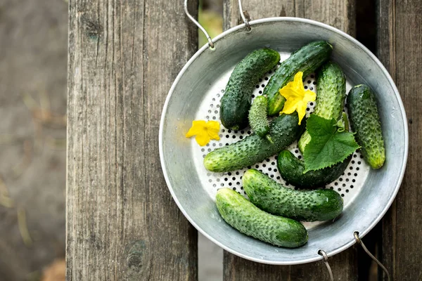 Frische Knusprige Gurke Einem Alten Sieb — Stockfoto