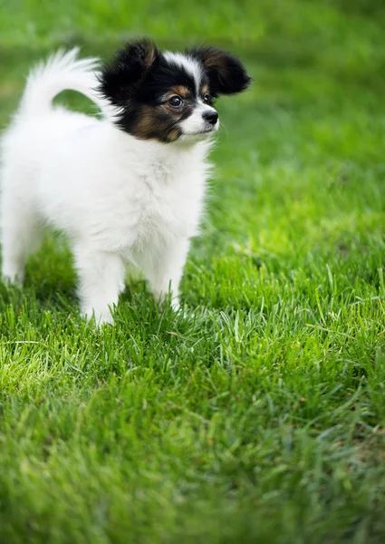 緑の芝生の上の子犬犬パピヨン — ストック写真