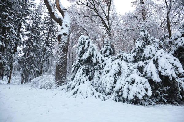 Hermoso Paisaje Nevado Invierno Parque — Foto de Stock