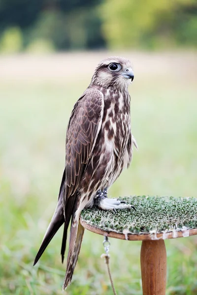 Saker Falcon Sienta Estrado Cerca —  Fotos de Stock