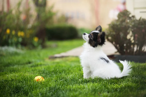 Köpek Doğurmak Papillon Yeşil Çimenlerin Üzerinde — Stok fotoğraf