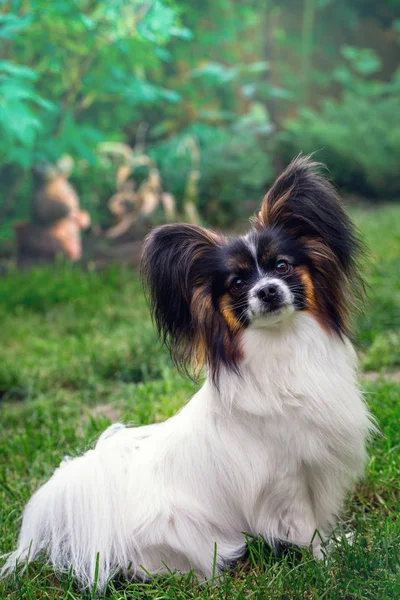 庭の芝生の上の犬種パピヨンの犬 — ストック写真