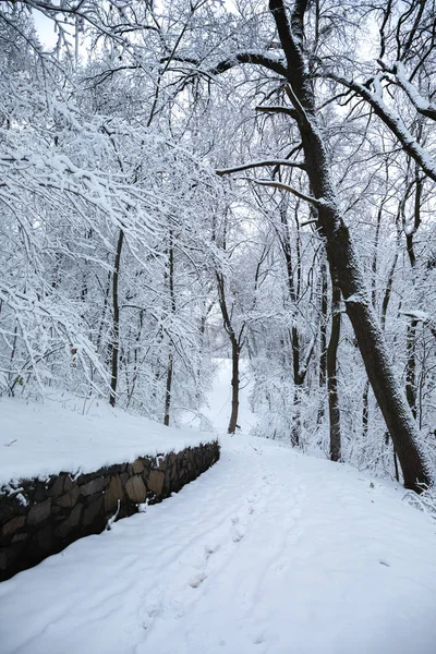 Güzel Kış Karlı Peyzaj Park — Stok fotoğraf