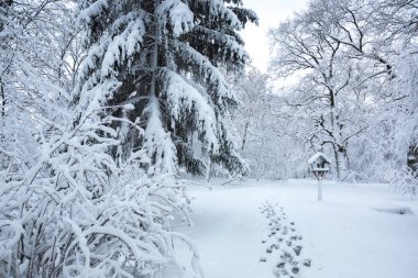 Güzel kış karlı Peyzaj Park