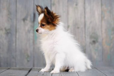 Sevimli küçük bir köpek yavrusu Papillon ahşap arka plan üzerinde portresi