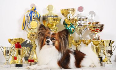köpek doğurmak Papillon bardak yarışmalar üzerinden bir sürü