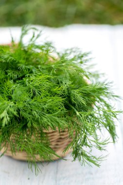 hafif bir arka plan üzerinde taze dereotu demet