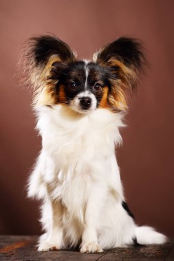 Güzel köpek doğurmak Papillon kahverengi bir arka plan üzerinde