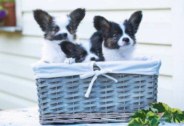 Papillon doğurmak yaz bahçede güzel yavruları