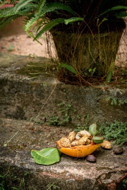 Tropikal badem, Bengal badem, Hint badem, deniz badem, plaj badem, (Terminalia catappa).