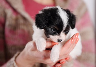 Bakan köpek yavrusu eller, yakın çekim