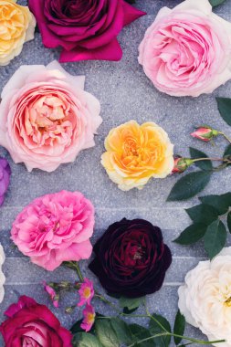 Güzel çok renkli gül ' üstten görünüm koleksiyonu