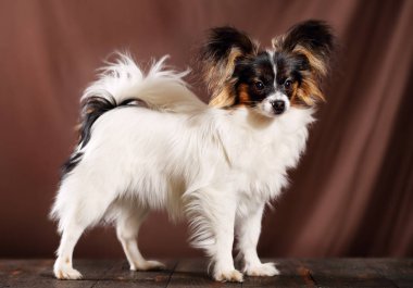 Güzel köpek doğurmak Papillon kahverengi bir arka plan üzerinde