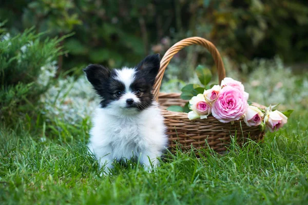 Beau Chiot Race Papillon Dans Jardin Été — Photo